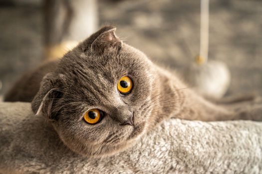 Cute Scottish Fold cat with bright orange eyes lounging indoors, showcasing its distinctive features.