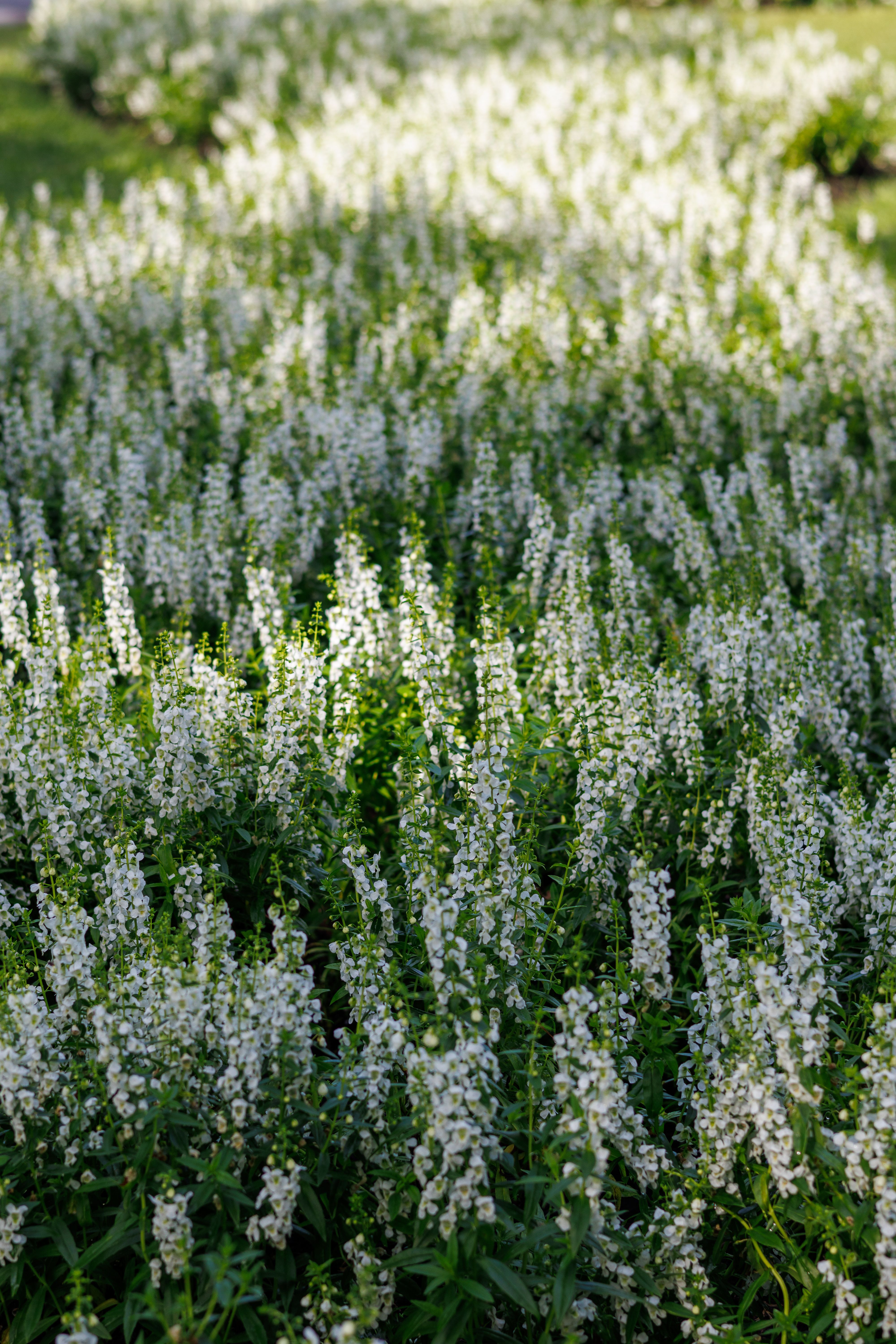 Lush Field of White Wildflowers in Bloom · Free Stock Photo
