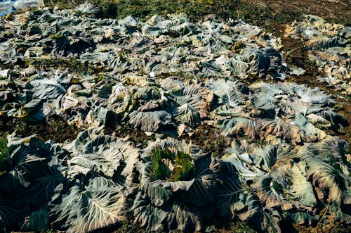 Cabbage on Field