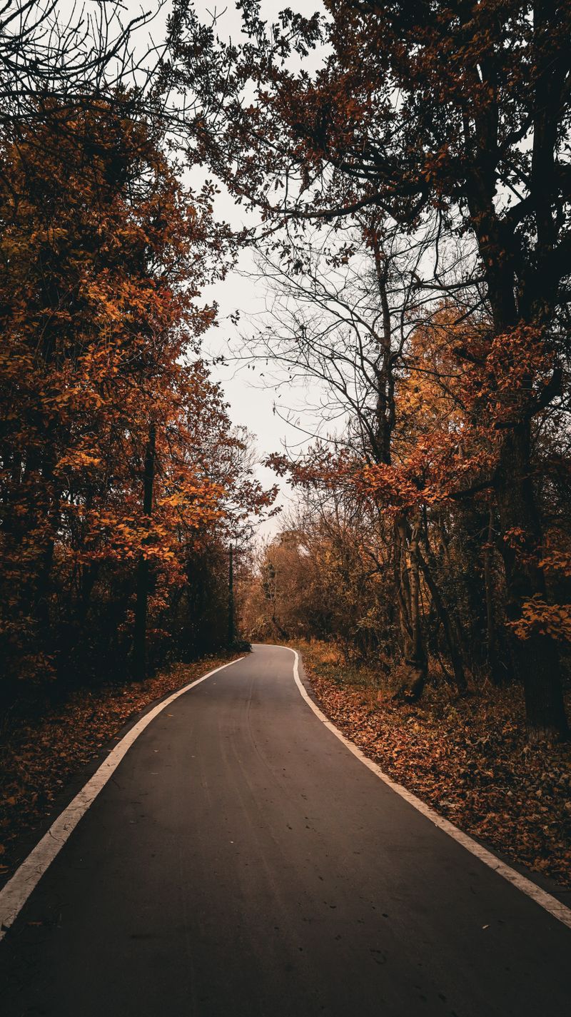 Scenic Autumn Forest Road with Vibrant Foliage · Free Stock Photo