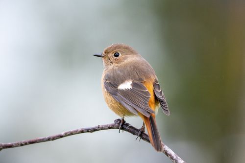 Free A female Daurian Redstart perched on a branch, showing vivid plumage. Stock Photo