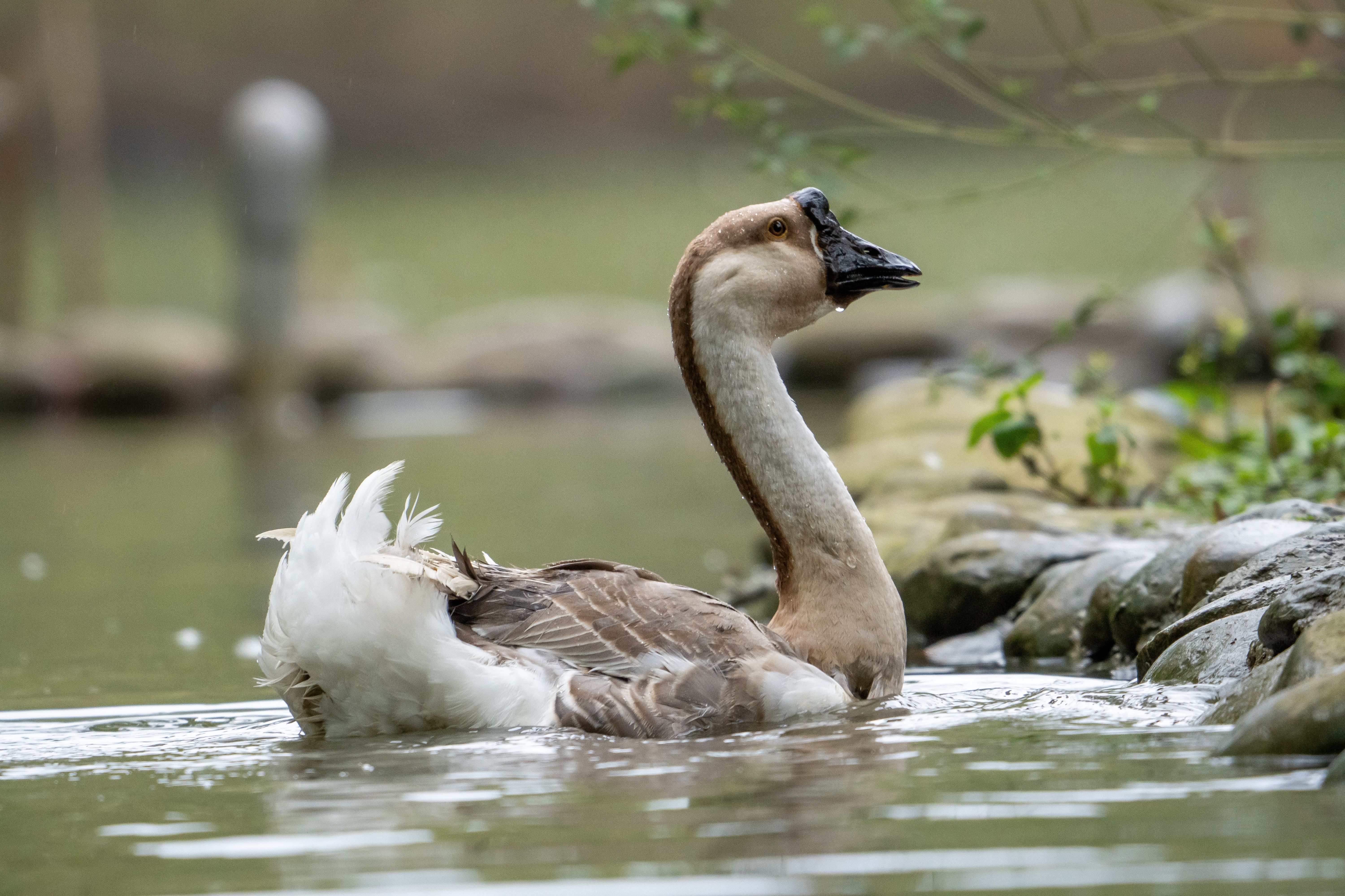 Serene Swan Swimming in Tranquil Pond · Free Stock Photo