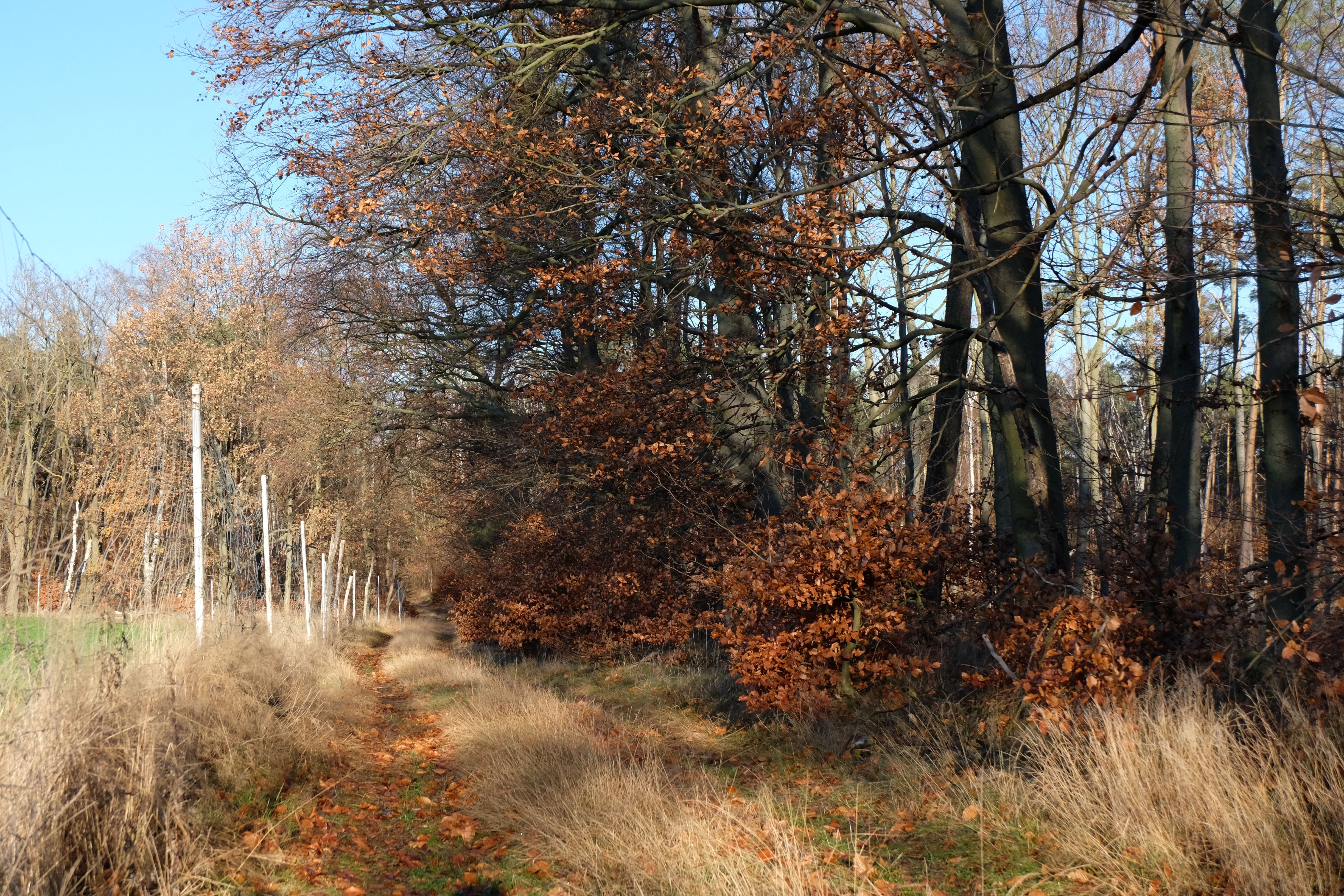 Autumn Woodland Path with Bare Trees · Free Stock Photo