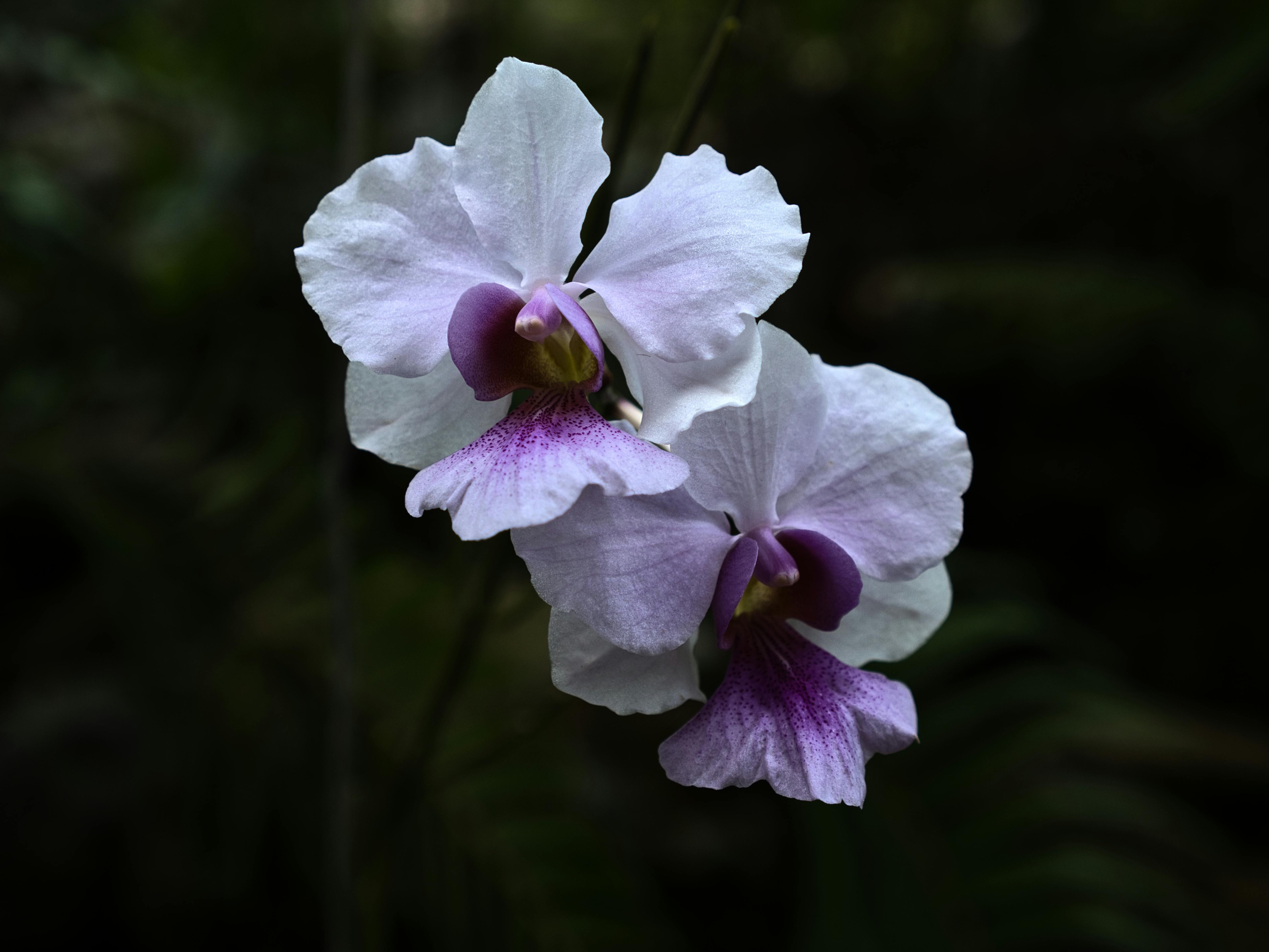 orquídeas branca e roxa