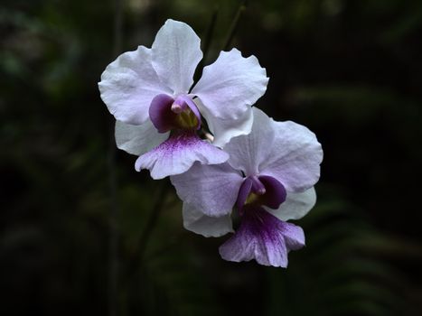 orchid bouquet delivery Peru