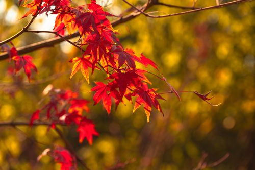 Free A close-up of bright red maple leaves against a golden autumn backdrop. Stock Photo