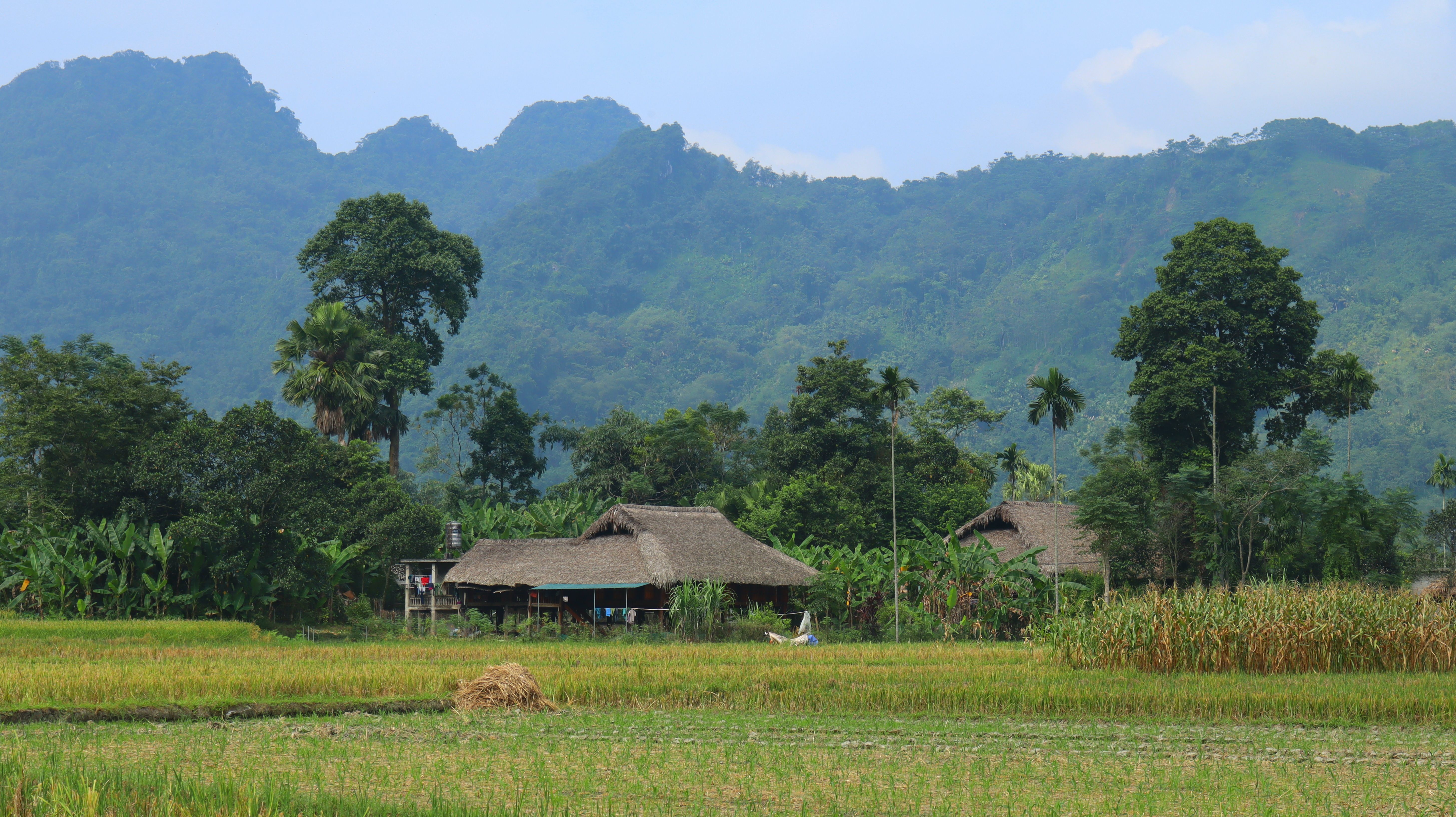 Rural Landscape with Traditional Huts and Lush Greenery · Free Stock Photo