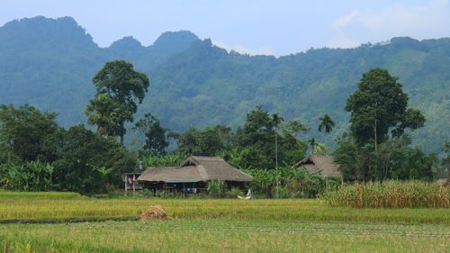 Free Scenic view of traditional thatched huts amidst verdant fields and trees with mountains in the background. Stock Photo