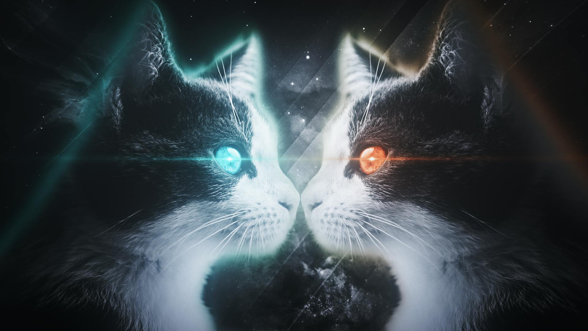 35 Gambar Wallpaper Hd Kucing Keren terbaru 2020