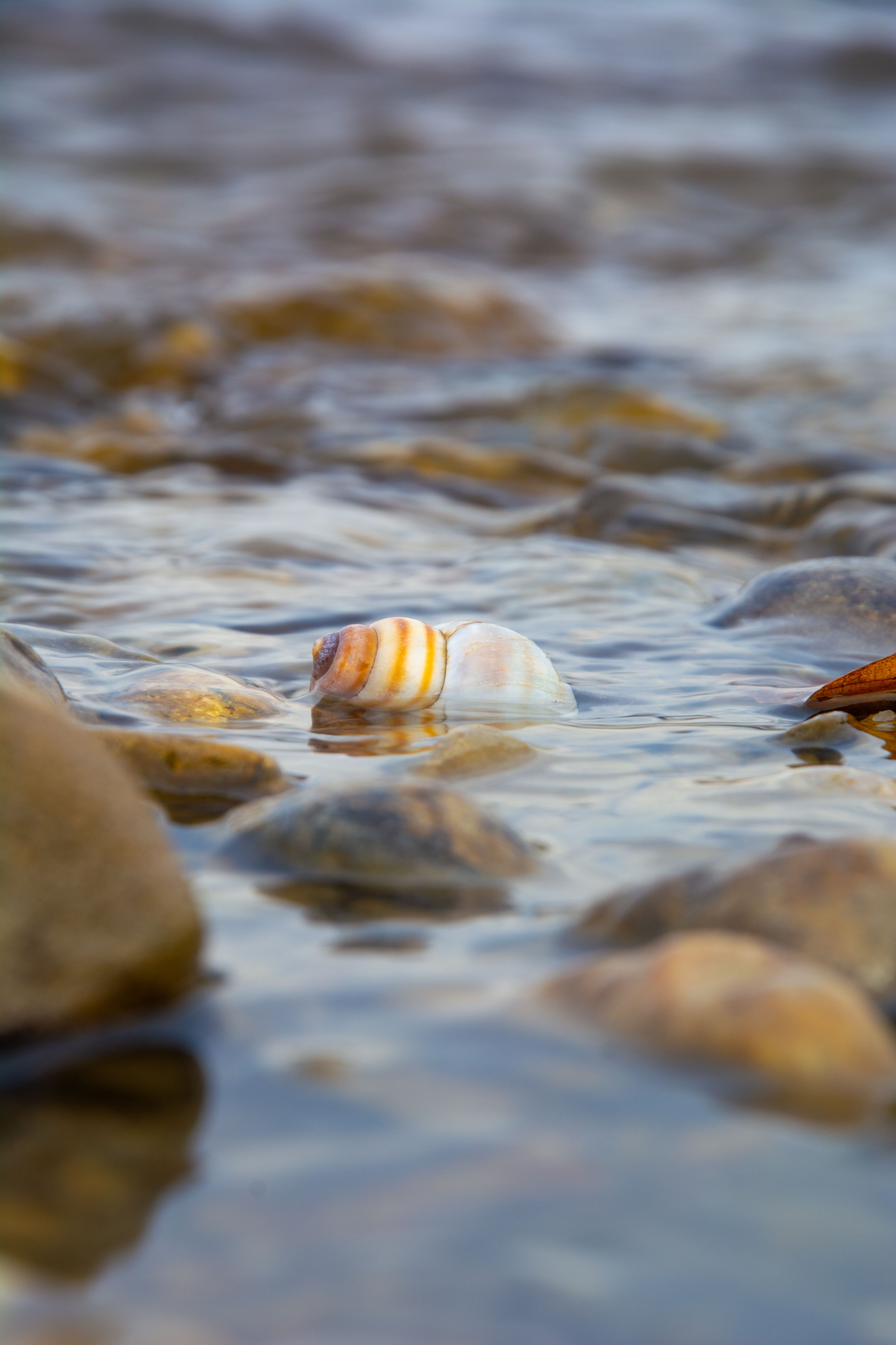 Seashell in Tranquil Clear Water Close-up · Free Stock Photo