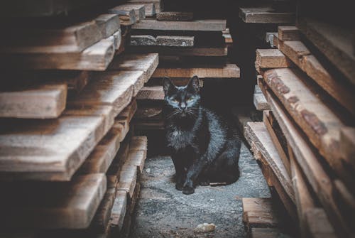 Free stock photo of 4k wallpaper, animal photography, black cat