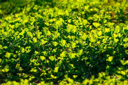 Lush green clover field illuminated by bright daylight, symbolizing freshness and nature.