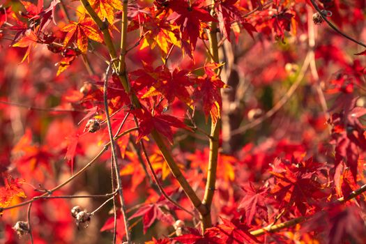 Close-up of vibrant red maple leaves in sunlight, capturing the essence of autumn.