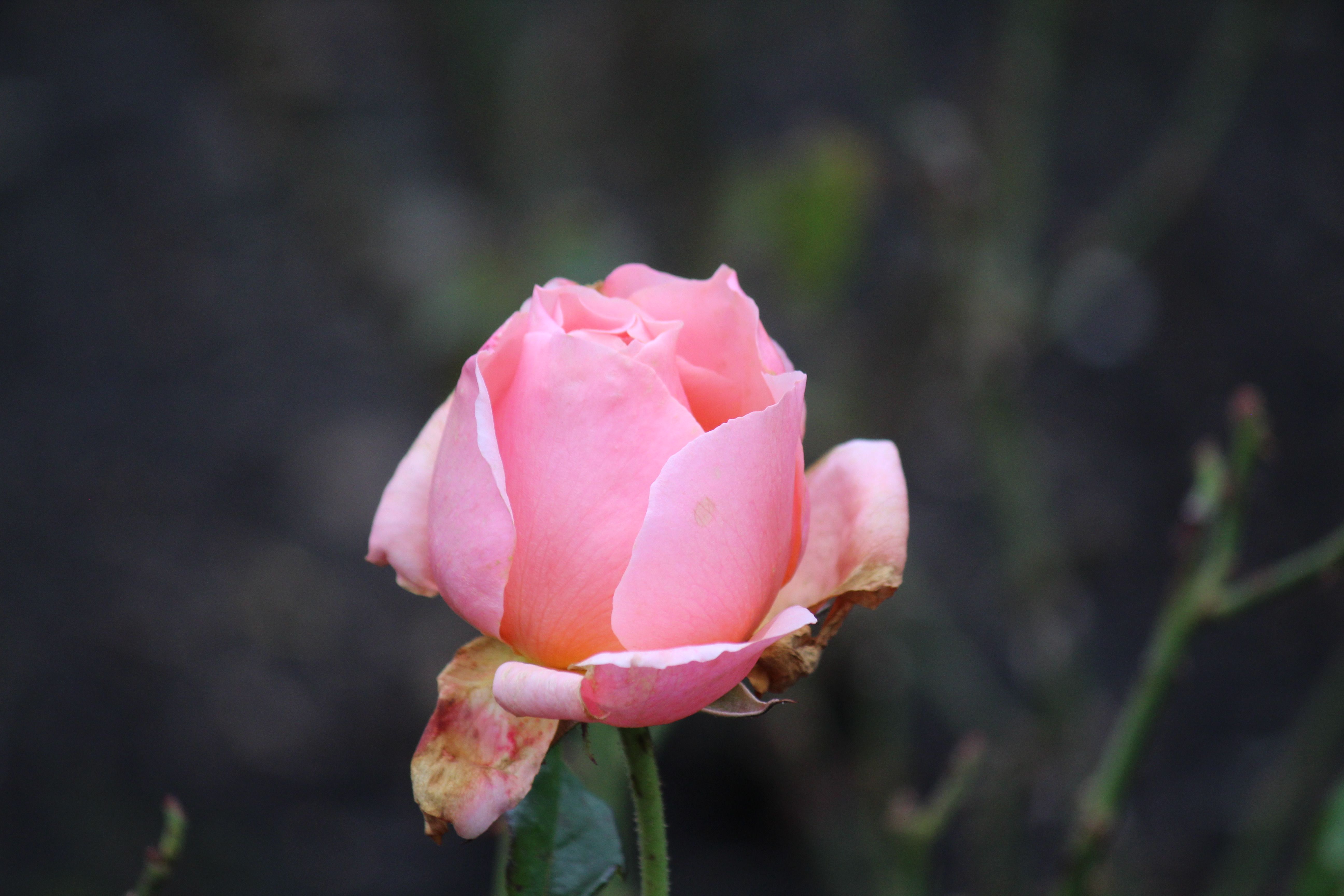 Close-up of a Pink Rose Bloom in Garden · Free Stock Photo