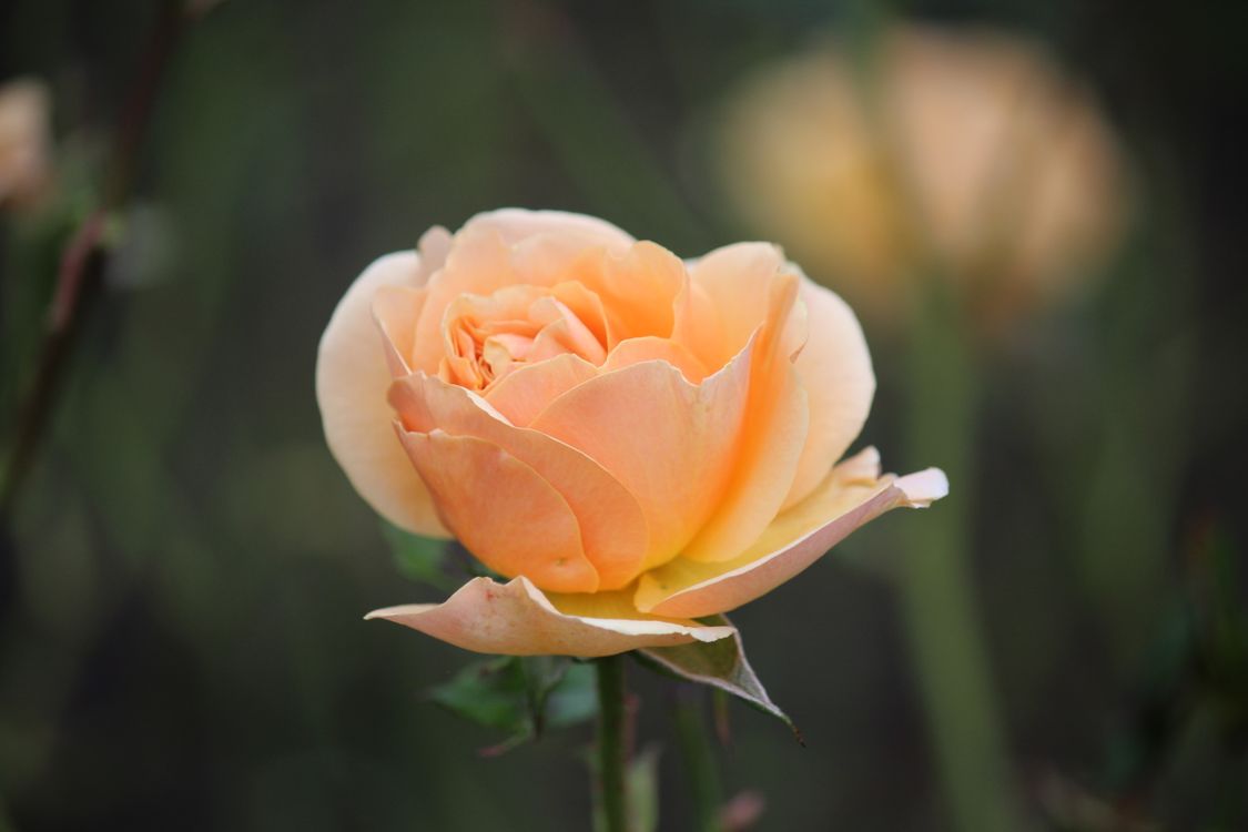 Soft Roser Close-up of a Soft Peach Rose in Bloom · Free Stock Photo