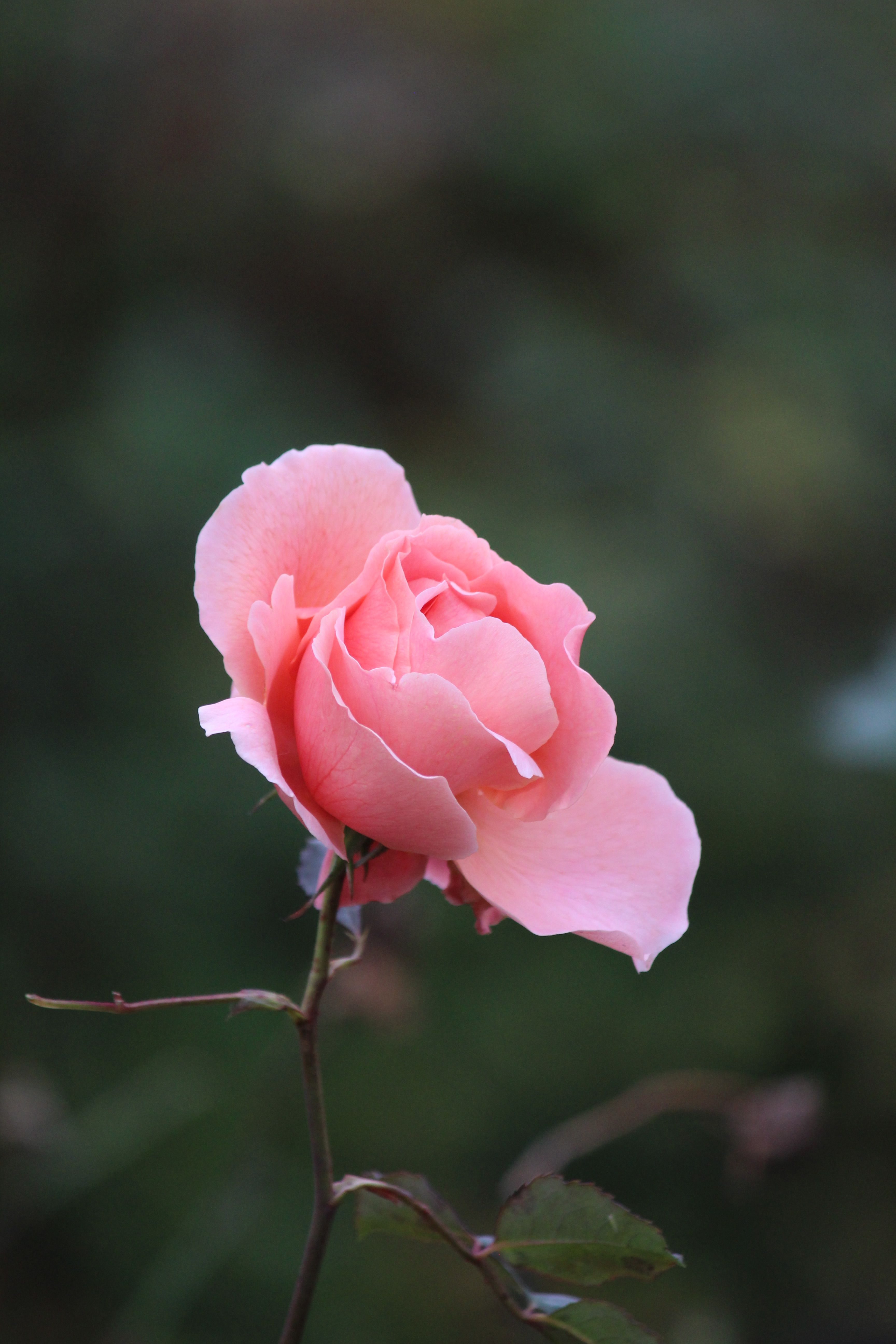 Close-up of a Delicate Pink Rose in Bloom · Free Stock Photo