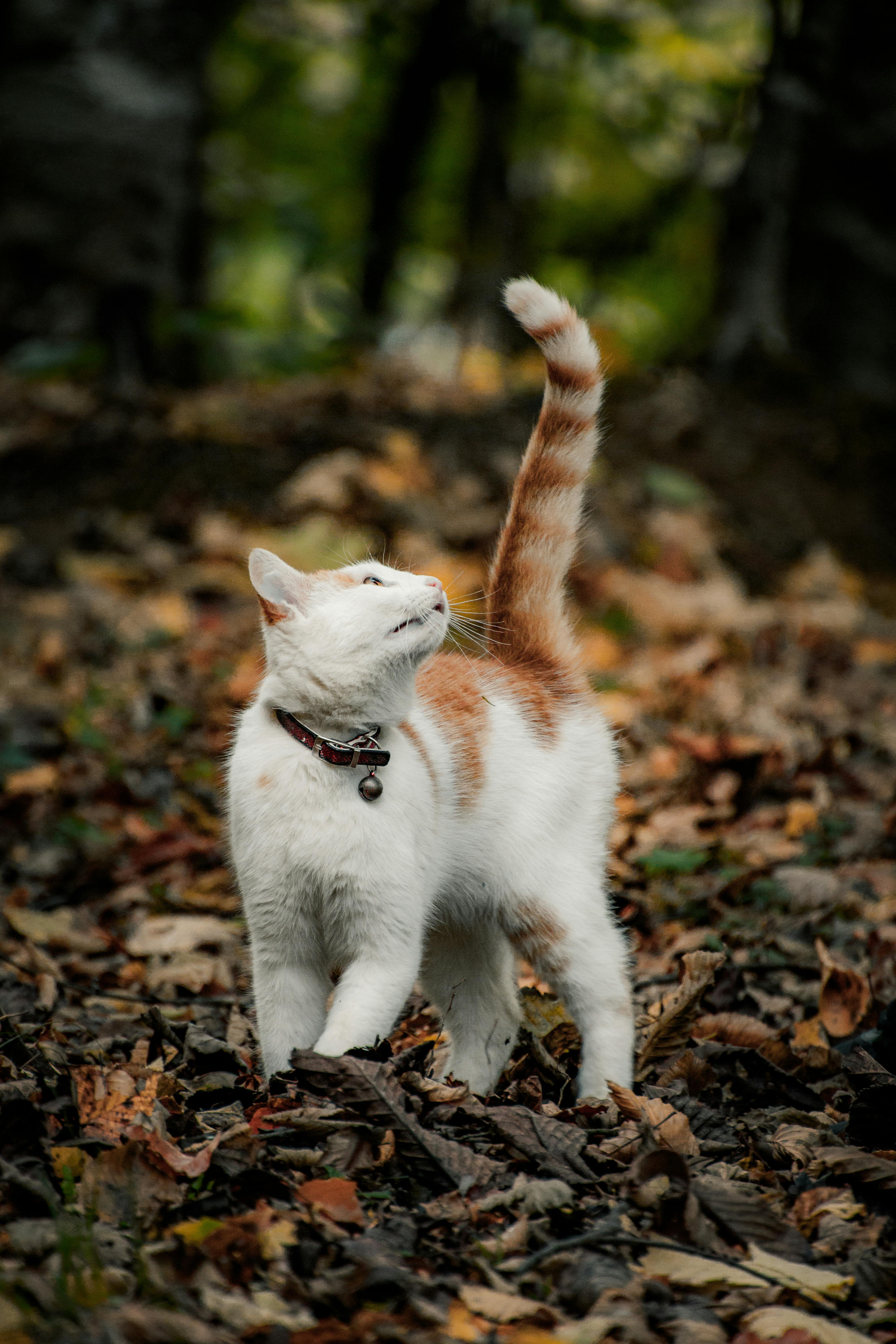 White and orange cat exploring a serene autumn forest in Čajniče, Bosnia and Herzegovina.