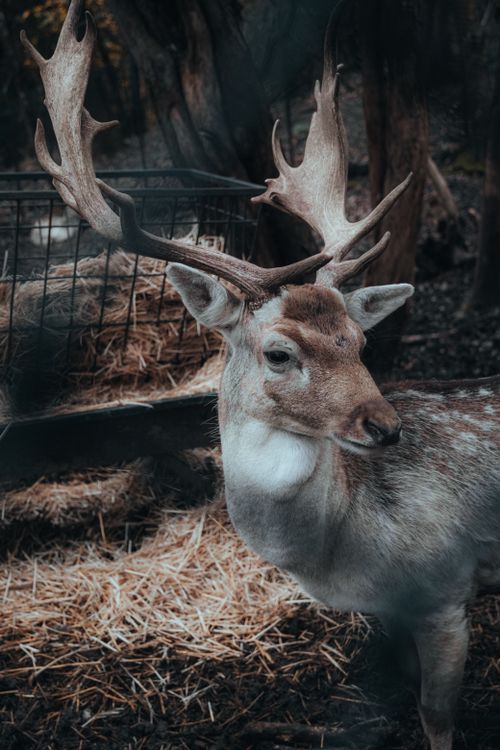 Free Close-up of a deer with large antlers in an autumn forest setting, displaying natural wildlife beauty. Stock Photo