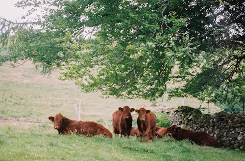 Free Herd of Brown Cows Stock Photo