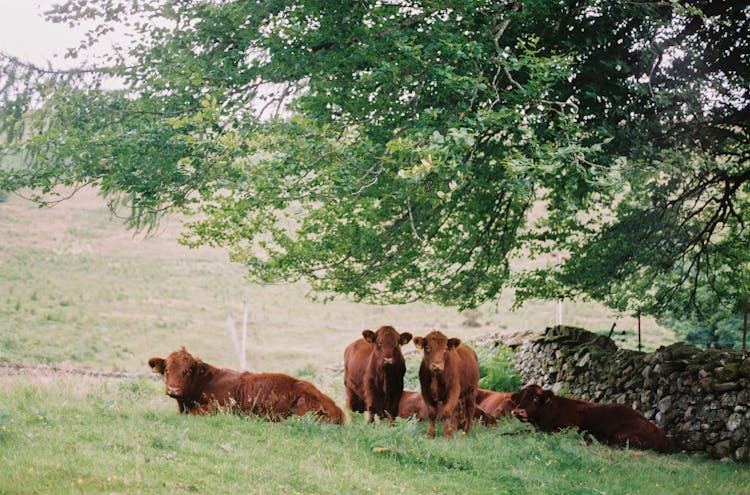 Herd Of Brown Cows