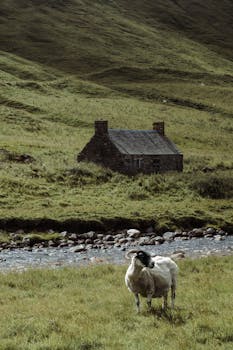 在宁静的乡村景观中，一只羊正在河边的石屋附近吃草