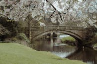 春天宁静的乡村景观中，石桥和河流旁的樱花正盛开