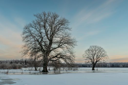 Serene winter scene featuring two bare trees in a snowy field at dusk.