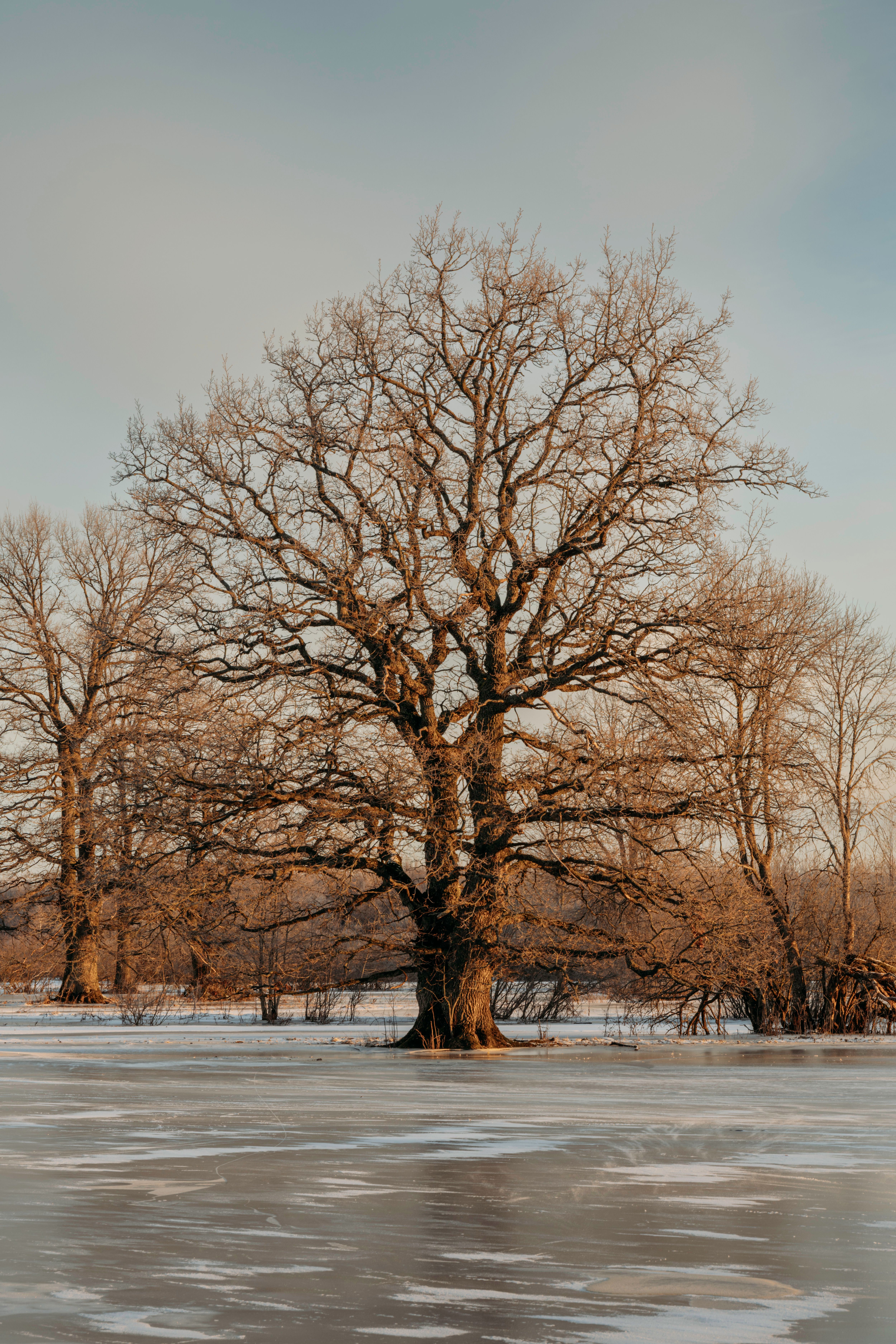 Majestic Oak Tree in Winter Landscape · Free Stock Photo