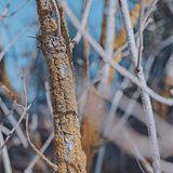Lichen-covered branch in winter scrub, photo by Henrik Tuvesson on Pexels