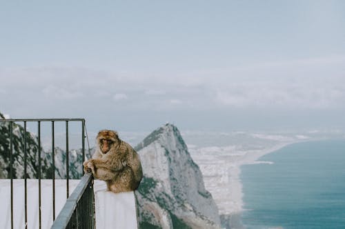 Monkey on the Ledge