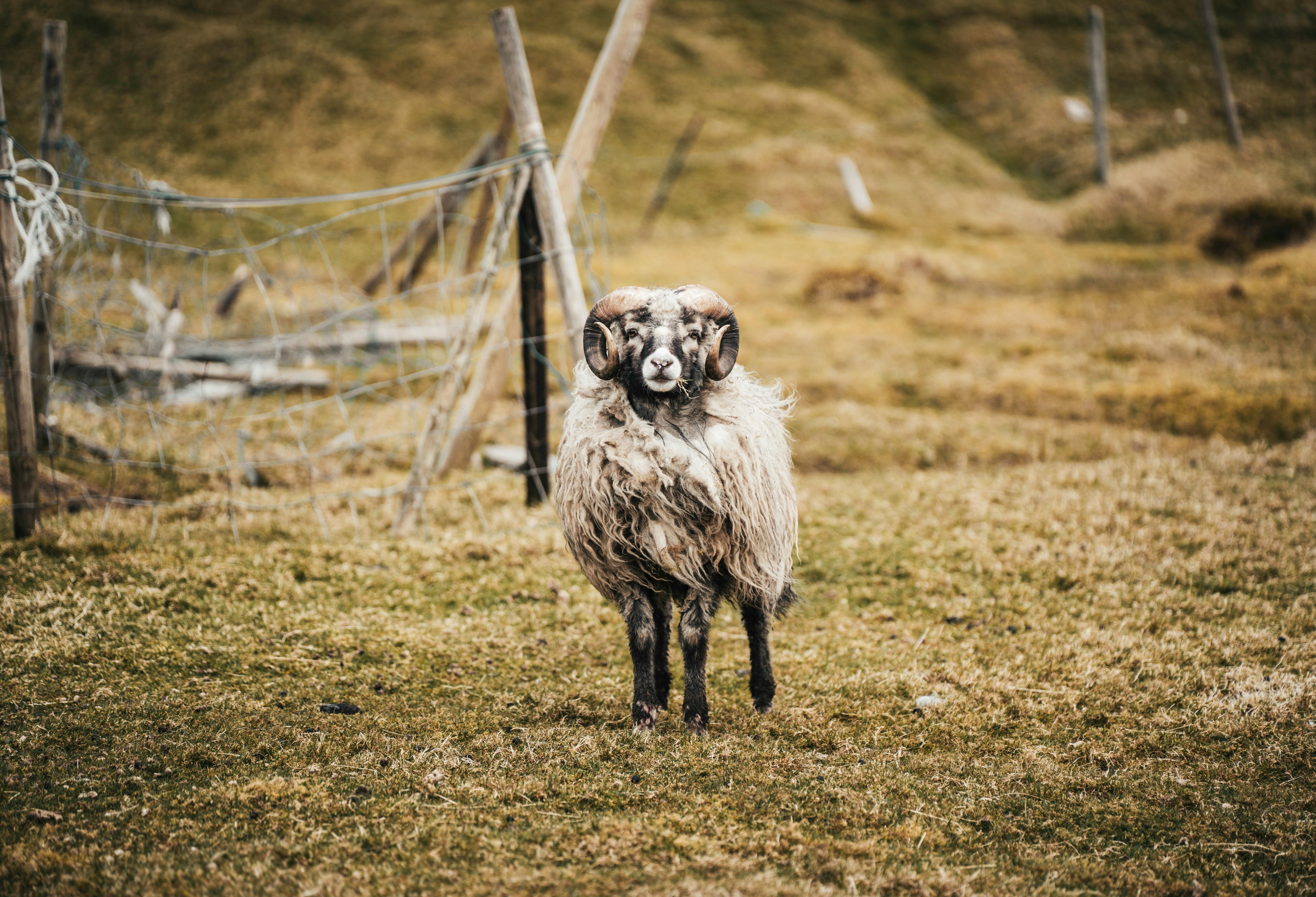 Gratuit Un bélier aux grandes cornes se dresse dans le paysage accidenté des îles Féroé. Photos