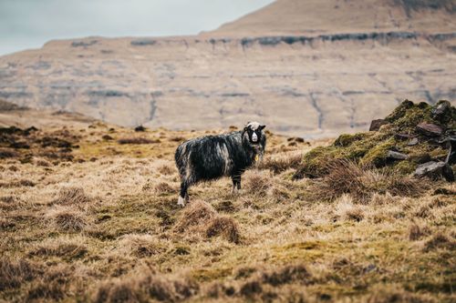 Free A single sheep stands on a rugged, grassy terrain in the scenic Faroe Islands. Stock Photo