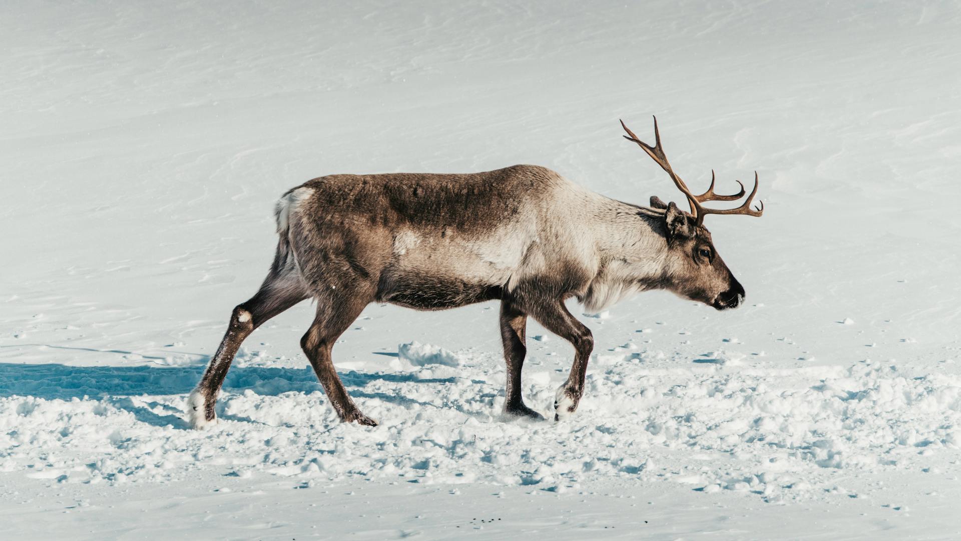 A majestic reindeer walking across a snowy landscape in Norway, showcasing winter beauty.