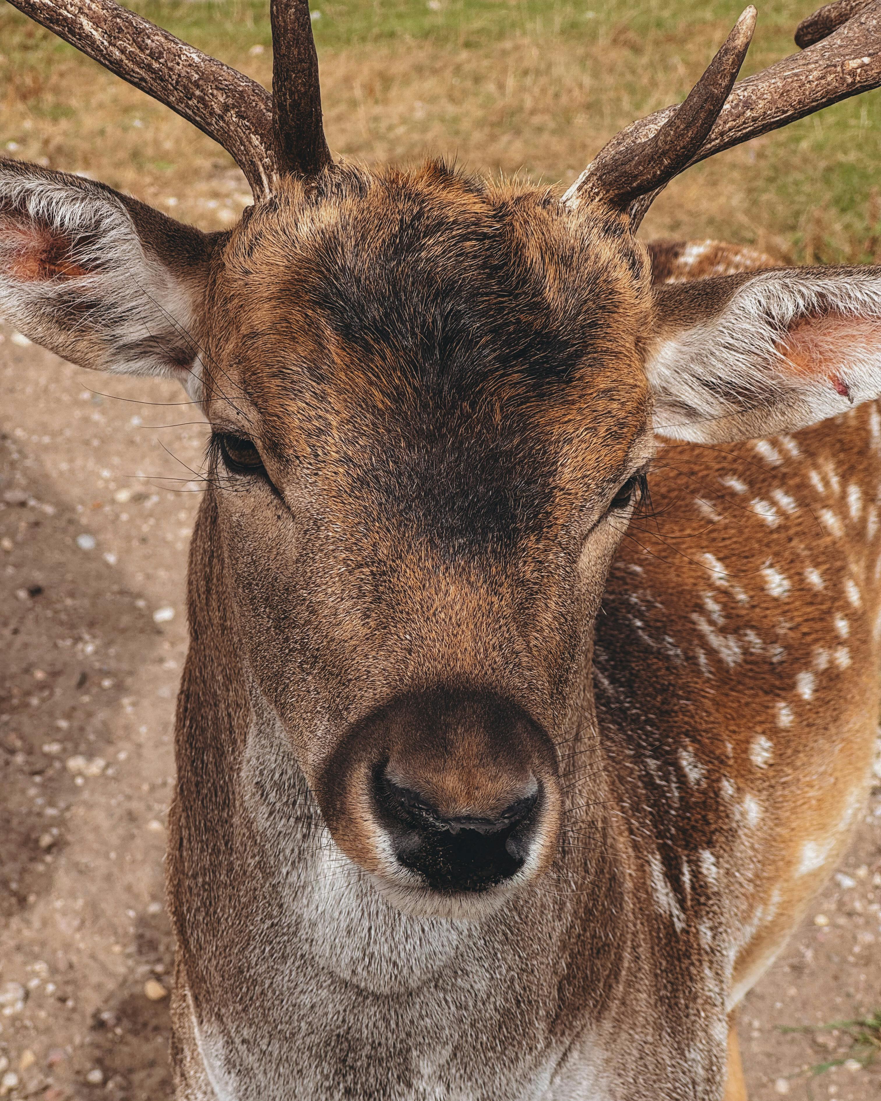 grátis Foto profissional grátis de animais selvagens, animal, animal da floresta Foto profissional