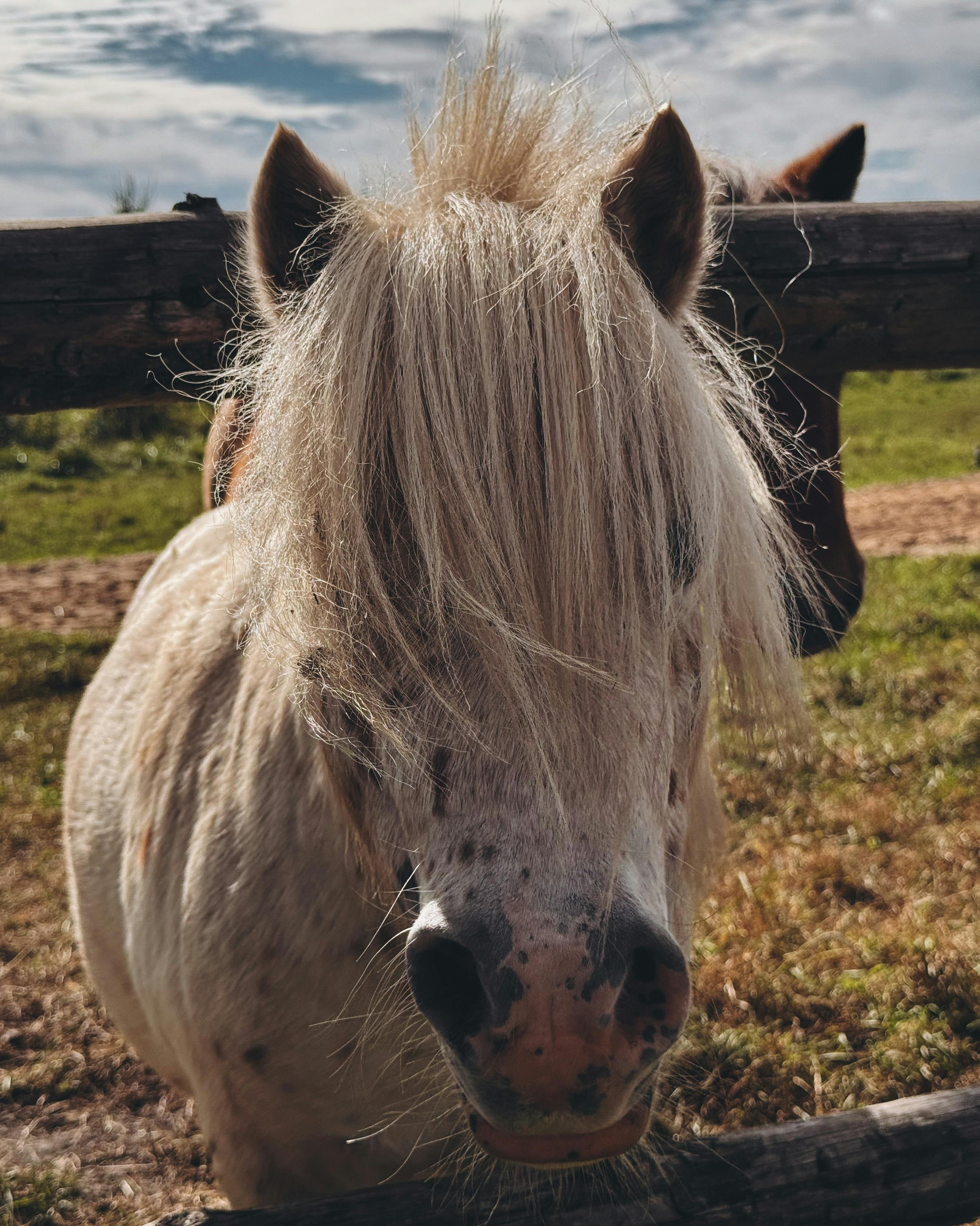 Close-up of a fluffy white pony standing in a sunny field against a wooden fence.