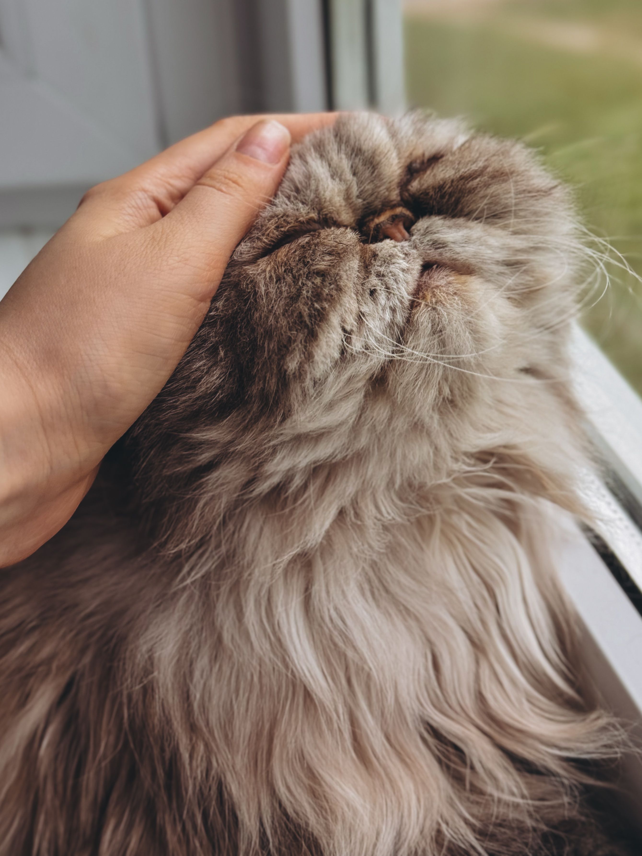 A fluffy Persian cat enjoys a relaxing head rub by a window.