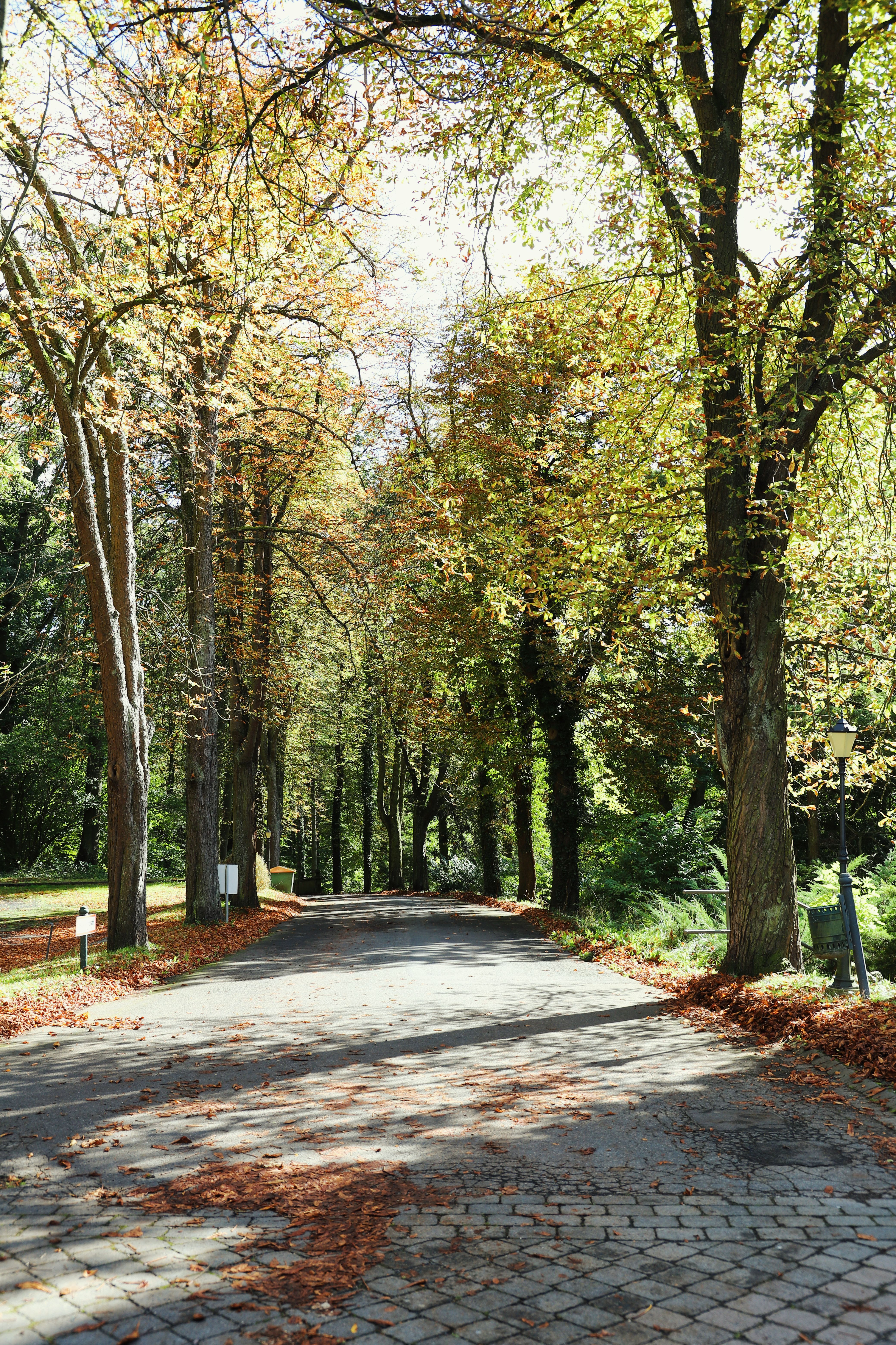 Scenic Park Pathway with Autumn Foliage · Free Stock Photo