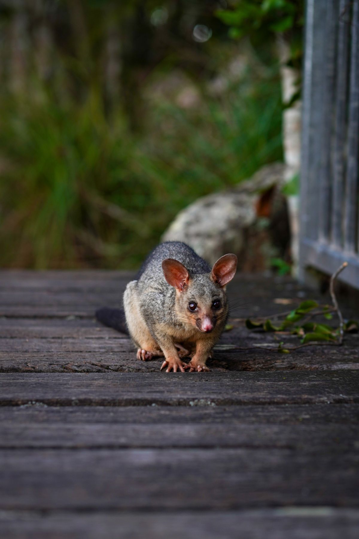 How to Get a Possum Out of Your Roof in Australia: Legal Rules by State, Relocation Distance and Cost