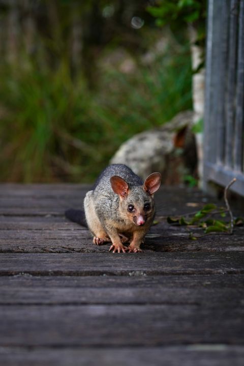 How to Get a Possum Out of Your Roof in Australia: Legal Rules by State, Relocation Distance and Cost