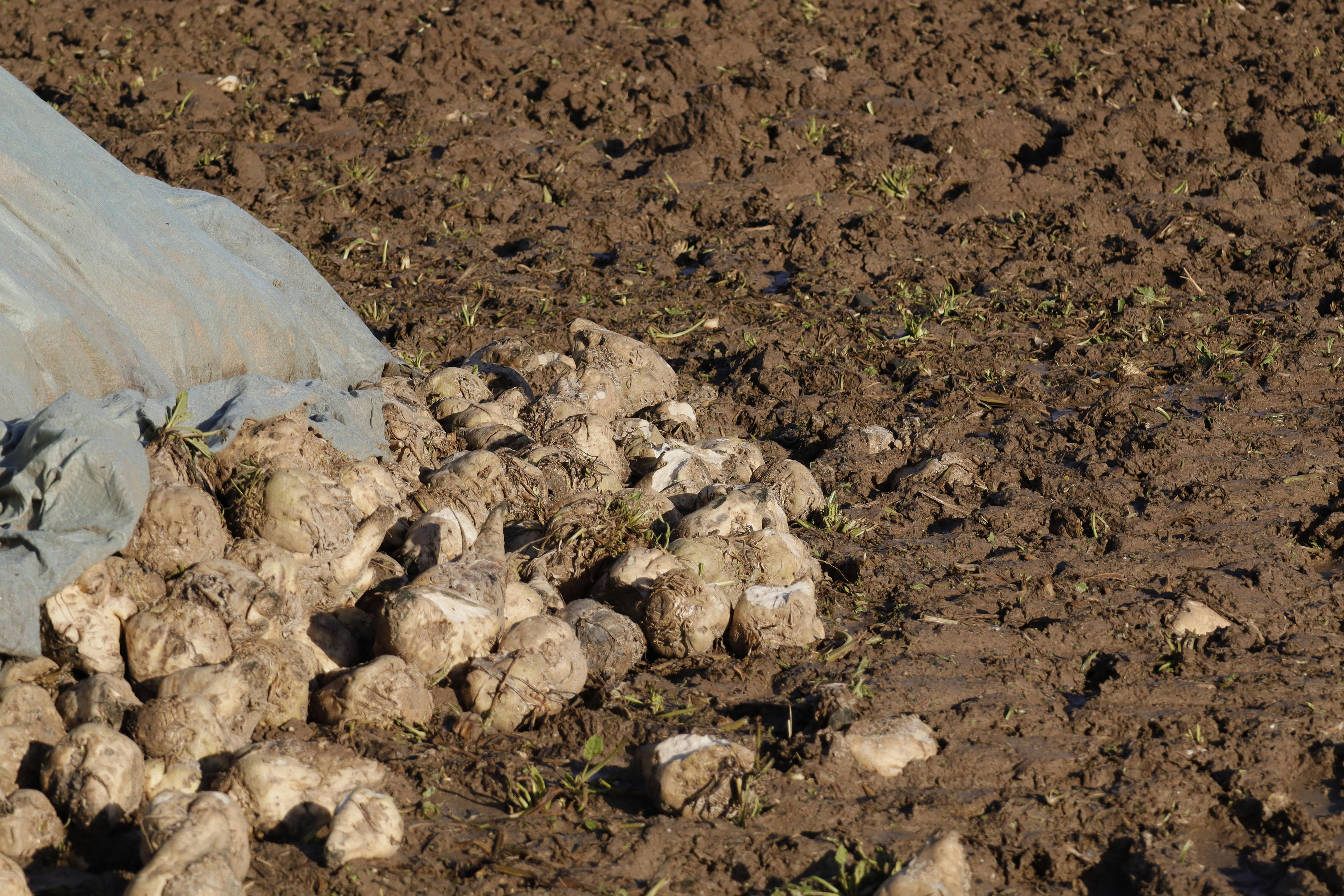 https://www.pexels.com/photo/harvested-sugar-beets-in-muddy-field-29688997/