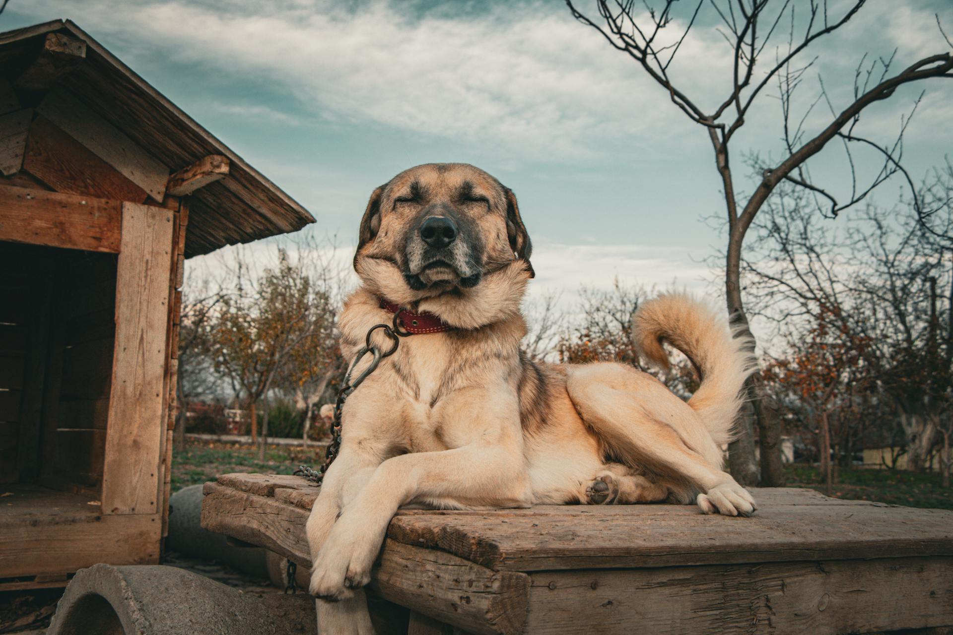 Kangal shepherd dog relaxing in a rural setting beside a wooden house. Calm, tranquil scene.