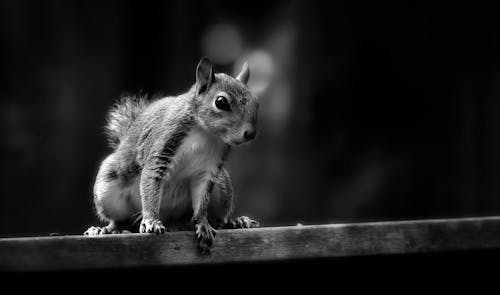 Grayscale and Selective Focus Photography of Squirrel