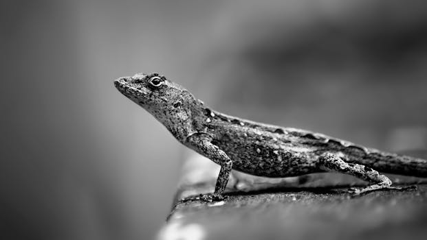 A detailed black and white close-up of a lizard in a natural setting.