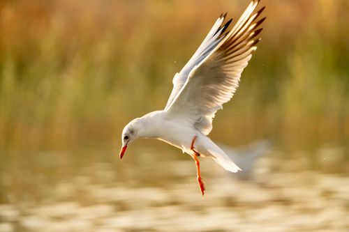 Free A graceful seagull captured mid-flight over serene waters in soft evening light. Stock Photo