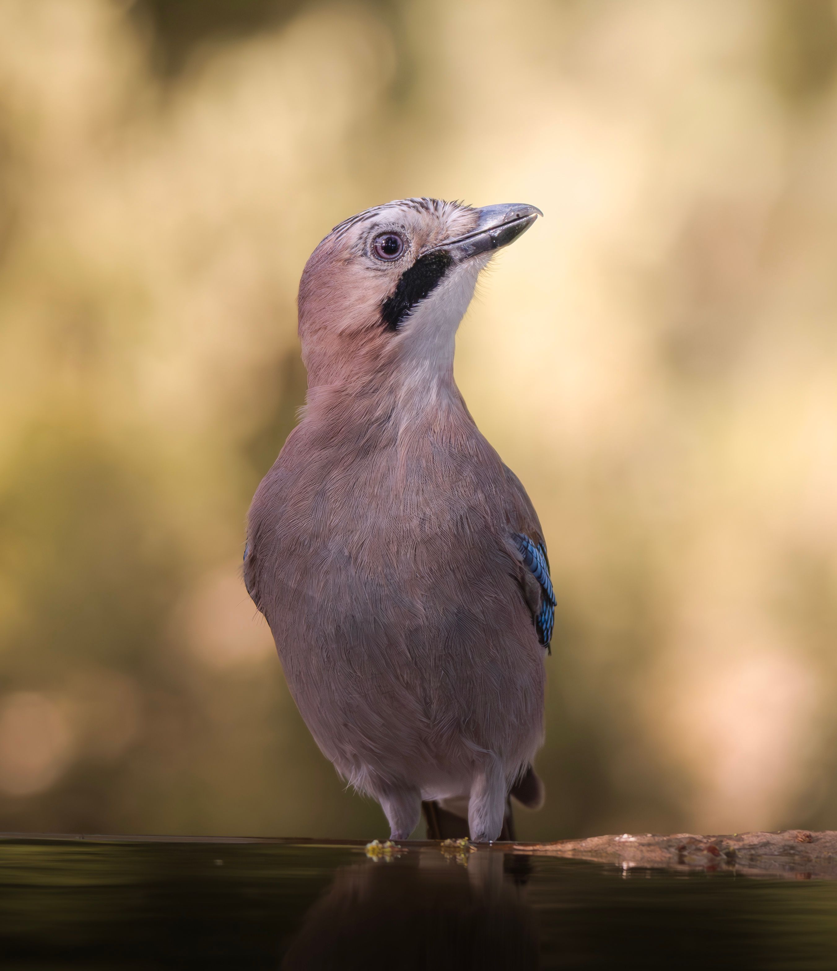 A stunning Eurasian Jay standing by water, showcasing vivid plumage and natural habitat.