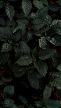 A close-up of dark green foliage showcasing rich texture and natural beauty.