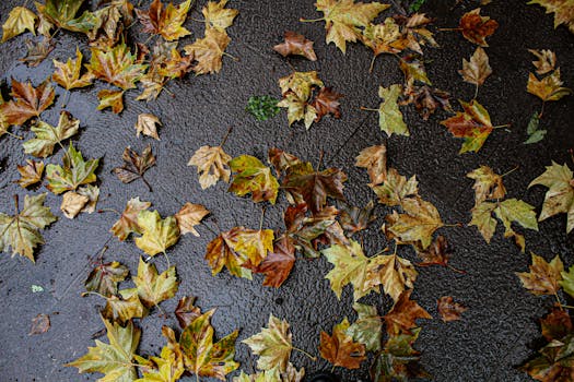 Colorful autumn leaves scattered on wet pavement, capturing the essence of fall.