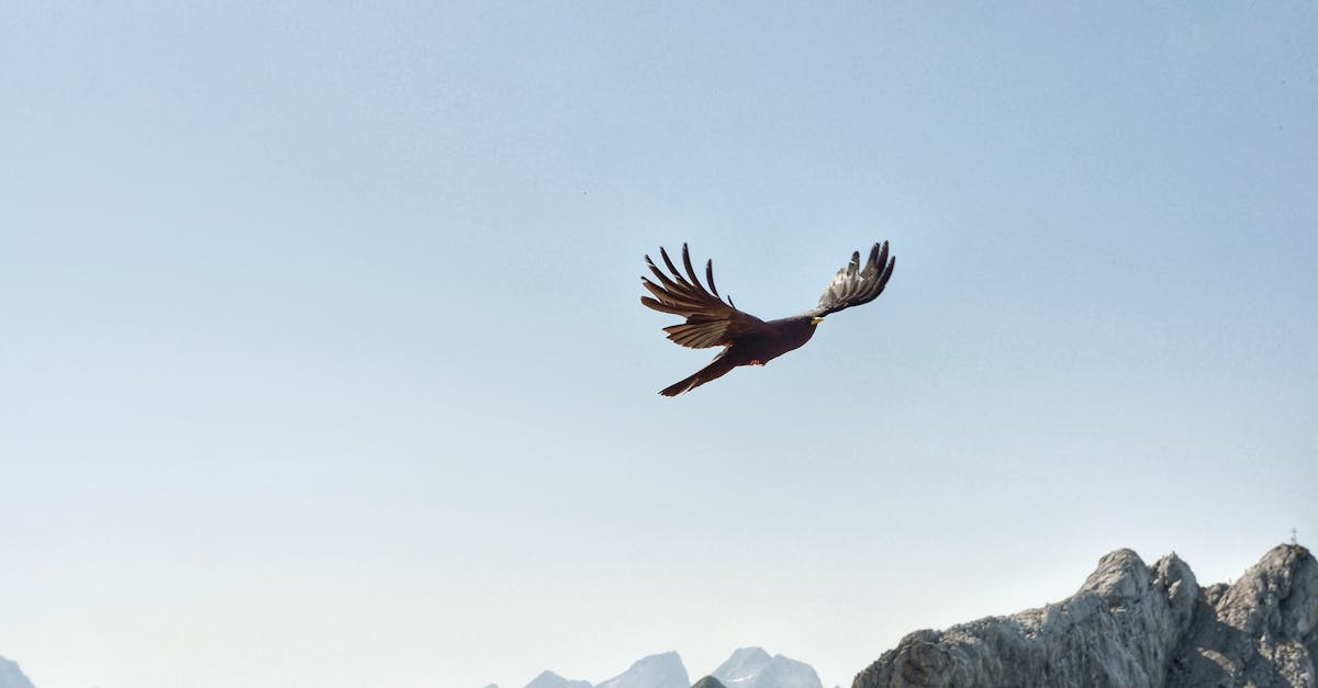 Tout savoir sur le wingsuit : l'ultime guide