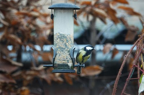 Free Great Tit perched on a bird feeder, surrounded by autumn foliage, showcasing nature's interaction. Stock Photo