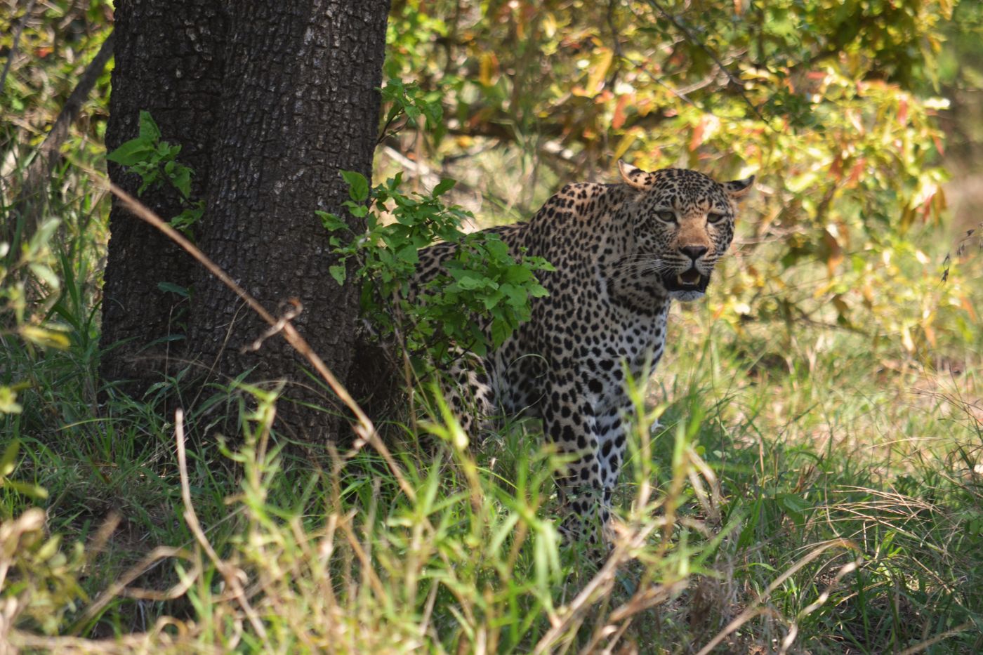 A leopard at rest against a tree